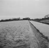 Tulpanodling i Sassenheim/ Noordwijk. Tyskland-Holland-Belgien 1938.