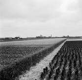 Tulpanodling i Sassenheim/ Noordwijk. Tyskland-Holland-Belgien 1938.