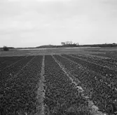 Tulpanodling i Sassenheim/ Noordwijk. Tyskland-Holland-Belgien 1938.