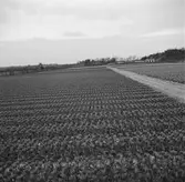 Tulpanodling i Sassenheim/ Noordwijk. Tyskland-Holland-Belgien 1938.