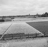 Tulpanodling i Noordwijk-Binnen. Tyskland-Holland-Belgien 1938.