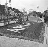 Blomsterplanteringar i Noordwijk. Tyskland-Holland-Belgien 1938.