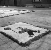 Blomsterplanteringar i Noordwijk. Tyskland-Holland-Belgien 1938.