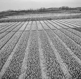 Tulpanodling i Noordwijk. Tyskland-Holland-Belgien 1938.