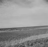 Vid Zuiderzee, (nuvarande IJsselmeer). Tyskland-Holland-Belgien 1938. IJsselmeer är en insjö i Nederländerna som uppstod genom uppförandet av en dammbyggnad i Zuiderzee, en vik av Nordsjön.