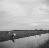 Kor vid Zuiderzee, (nuvarande IJsselmeer). Tyskland-Holland-Belgien 1938. IJsselmeer är en insjö i Nederländerna som uppstod genom uppförandet av en dammbyggnad i Zuiderzee, en vik av Nordsjön.
