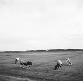 Kor vid Zuiderzee, (nuvarande IJsselmeer). Tyskland-Holland-Belgien 1938. IJsselmeer är en insjö i Nederländerna som uppstod genom uppförandet av en dammbyggnad i Zuiderzee, en vik av Nordsjön.