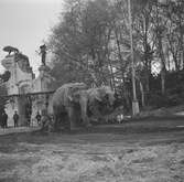 Elefanter på Hagenbecks djurpark i Hamburg. Tyskland-Holland-Belgien 1938.