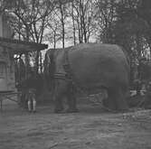 Elefanter på Hagenbecks djurpark i Hamburg. Tyskland-Holland-Belgien 1938.