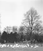 Flamingor i Hagenbecks djurpark i Hamburg. Tyskland-Holland-Belgien 1938.