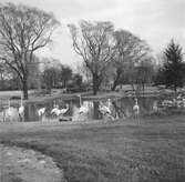 Flamingor i Hagenbecks djurpark i Hamburg. Tyskland-Holland-Belgien 1938.