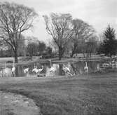 Flamingor i Hagenbecks djurpark i Hamburg. Tyskland-Holland-Belgien 1938.