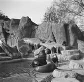 Sjölejon på Hagenbecks djurpark i Hamburg. Tyskland-Holland-Belgien 1938.