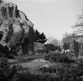 Stenbockar i Hagenbecks djurpark i Hamburg. Tyskland-Holland-Belgien 1938.