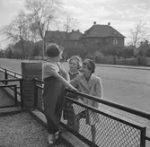 Nederländerna 1953.