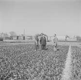 Belgien. Belgien-Luxemburg 1953.