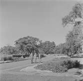 Belgien. Belgien-Luxemburg 1953.