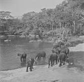 Badande elefanter. Belgiska Kongo (idag Kongo-Kinshasa). Afrika.