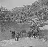 Badande elefanter. Belgiska Kongo (idag Kongo-Kinshasa). Afrika.