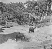 Badande elefanter. Belgiska Kongo (idag Kongo-Kinshasa). Afrika.