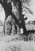 En man vid ett träd. Nyasaland (Idag Malawi). Afrika.