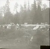 Mellan Kilforsen och Ramsele