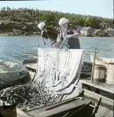 Fiskebild från Bönhamn