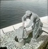 Fiskare tar hand om fisken