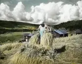 Kvinna som samlar hö