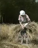 kvinna som samlar hö