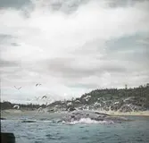 Kust med sjöfåglar