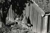 Några gammaldags bikupor på en bänk vid en husgavel i Växjö. 1960-tal.