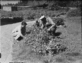 Trädgårdsarbete, Östhammar, Uppland