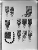 FRÖPÅSAR. KOMP. FÖR HELSIDA