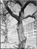 ARMFELTSGATAN 4
EXT.