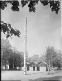 FOLKETS PARKENTRÉ, SANDVIKEN