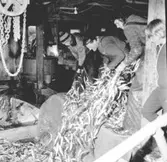 Rekordfångst av strömming i Norrfällsviken 1975-06-03. Bilden är troligen tagen i Tages sjöbod och Tage är den andra personen från vänster.