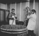 Rekordfångst av strömming i Norrfällsviken 1975-06-03. På bilden syns Einar och Göta Edlund.