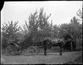 Ung kusk med häst och vagn