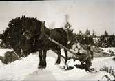 Karl Snygg sitter på ett timmerlass draget i snön av en häst.