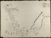 Skilda lappmarker. Teckning av Johan Turi.  L.A. 874 nr. 20. Samer med hundar driver en renhjord mellan träd och över ett vattendrag.