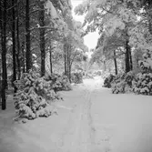 Skidspår i rikligt snöbemängd barrskog.