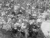 Mathilda Ranch, till höger, kikar fram genom grenverket av ett blommande fruktträd tillsammans med en flicka, troligen ett syskonbarn. Bilden är tagen i Mathildas trädgård i kv Bagaren, Prästgatan.