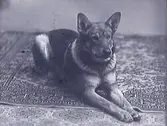 Porträtt av en schäferliknande hund som ligger på en orientalisk matta.