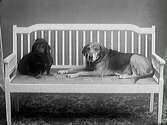 Två hundar, varav en tax, ligger på en pinnsoffa.