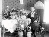 Fröken Apell sittande vid sina gratulationsblomster med bl a narcisser och tulpaner. Födelsedagsfirande.