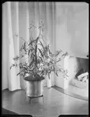 BLOMFÖNSTER HOS GRETA BERGSTRÖM, EKTORP