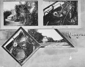 Fotografier från Alingsås stations växthus, bland annat växten 