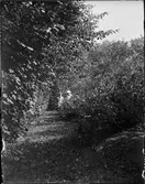 Två kvinnor i buskage i trädgård, Uppland