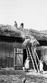 Läggning av halmtak, 1930-tal